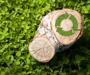 Holz in der Natur